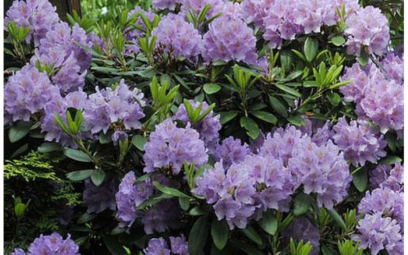 Rhododendron 'Cat. Grandiflorum'