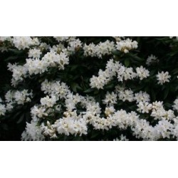 Rhododendron 'Cunn. White'