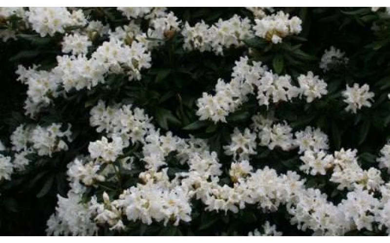 Rhododendron 'Cunn. White'