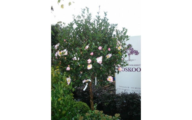 Camellia Sasanqua