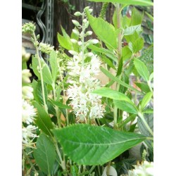 Clethra Alnifolia 'Hummingbird'