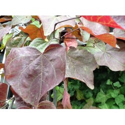 Cercis Canadensis 'Forest Pansy'