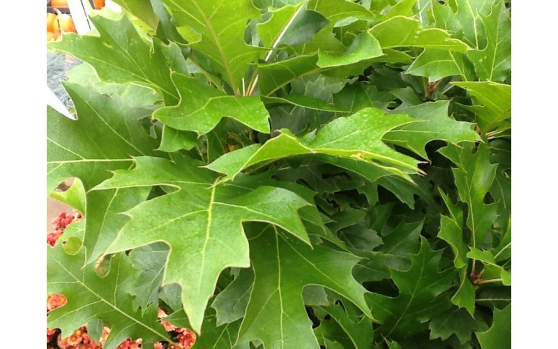 Quercus Palustris 'Green Dwarf'