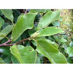 Magnolia Denutata 'Yulan'