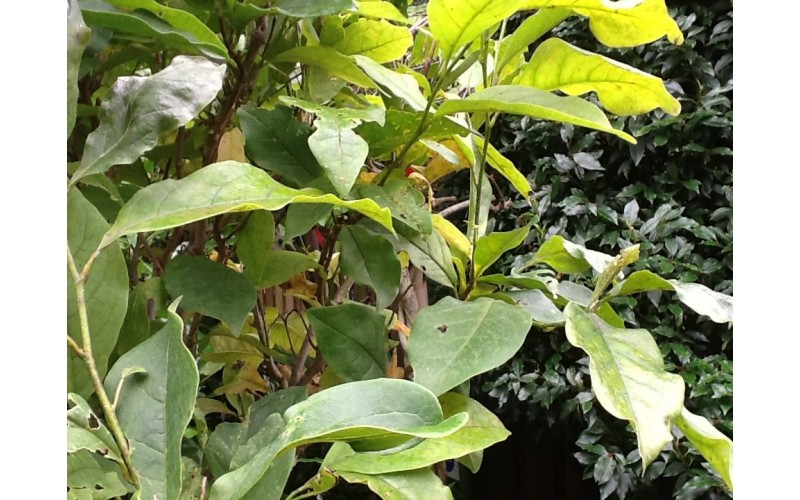 Magnolia Liliflora 'Betty' 