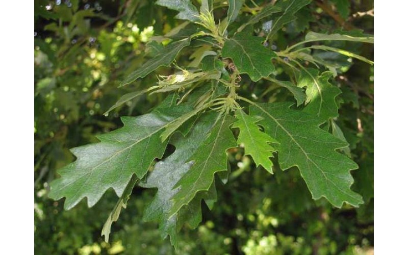 Quercus Palustris